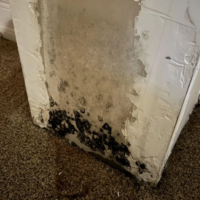 Professional Mold Removal in Trumann, AR